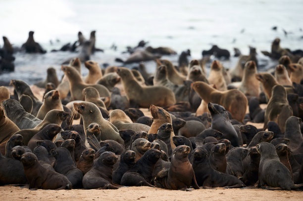 colony