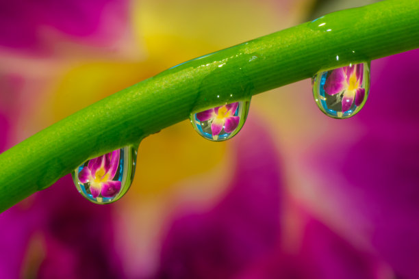 雨滴水珠花瓣