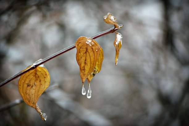 枝叶上的冰挂