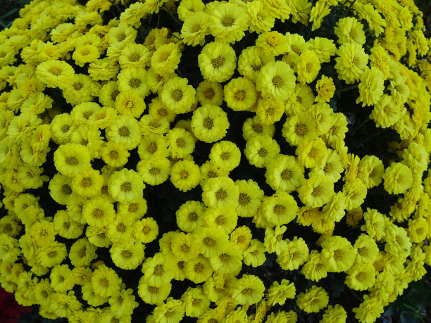 花卉种植
