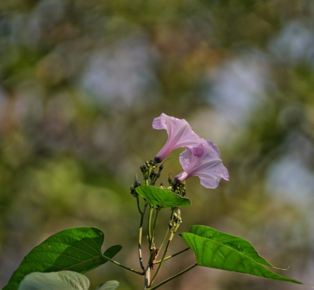 红色百日菊