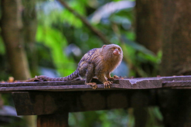 marmoset