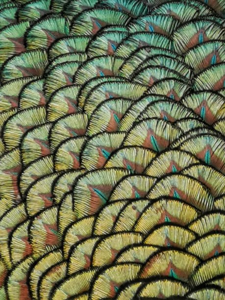 抽象孔雀羽毛纹理
