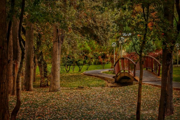 金秋公园多彩的树叶