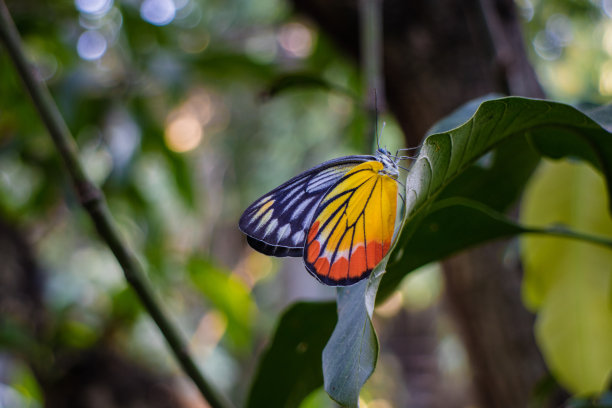 蝴蝶栖息在植物上