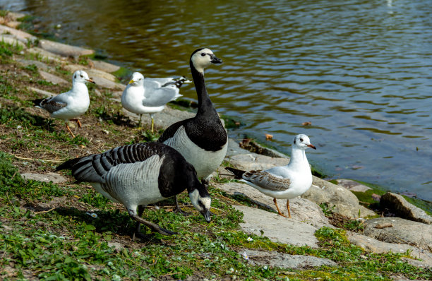 goose