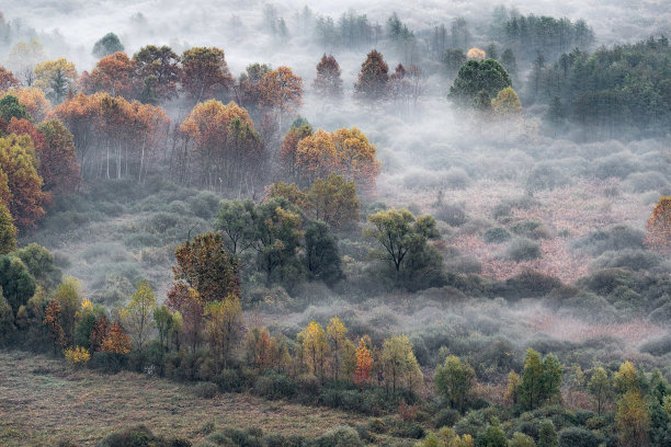 云雾中的树林