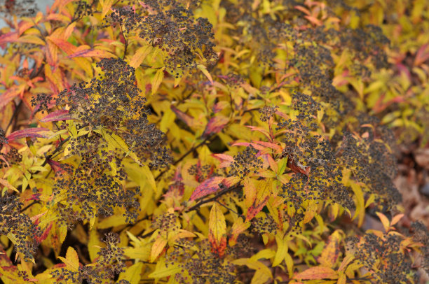 filipendula