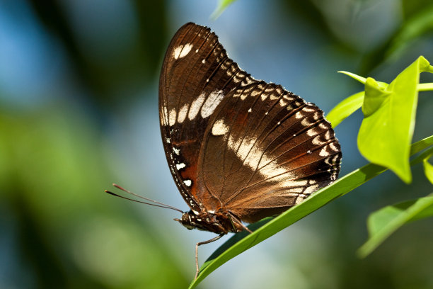 澳大利亚蝴蝶