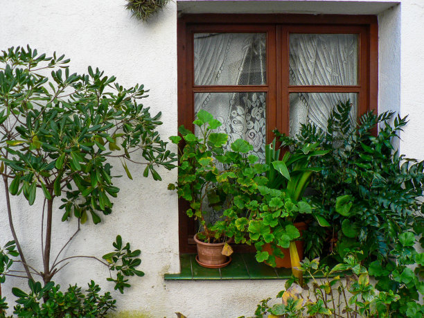 窗户白墙与绿植