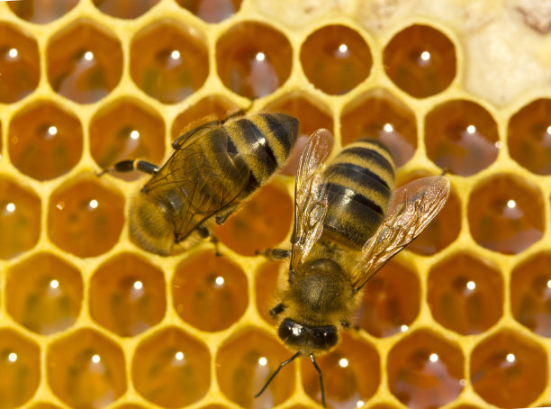 健康养蜂