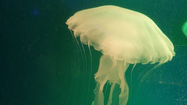 水中秀美