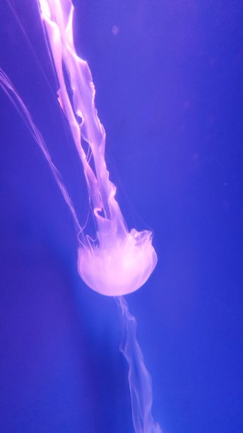 彩色灯光水母