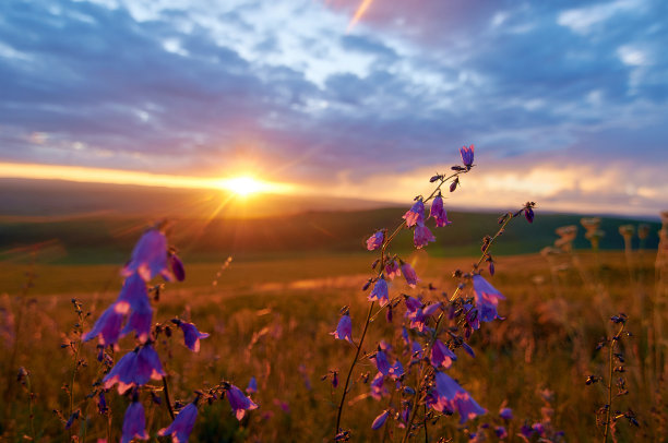 夕阳下的芦苇花