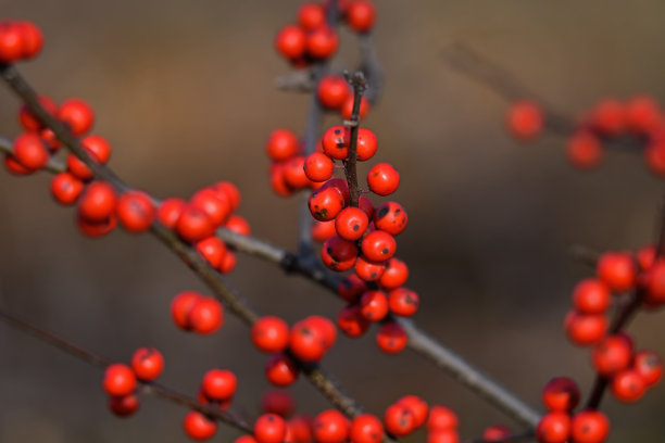 holly