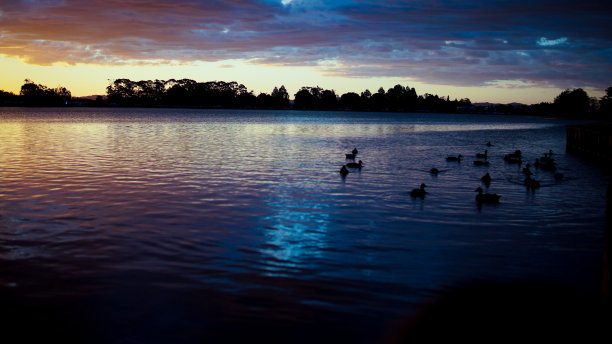 夕阳,河,鸭子