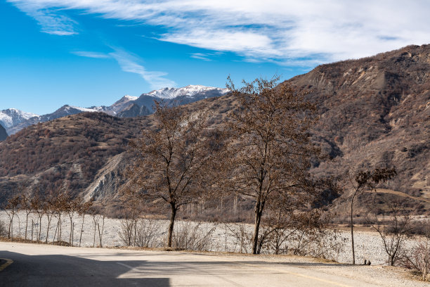 高山脉树林