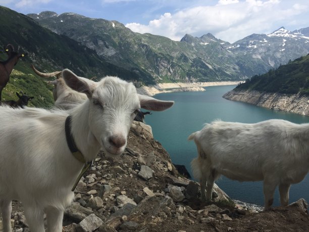 山坡牧羊