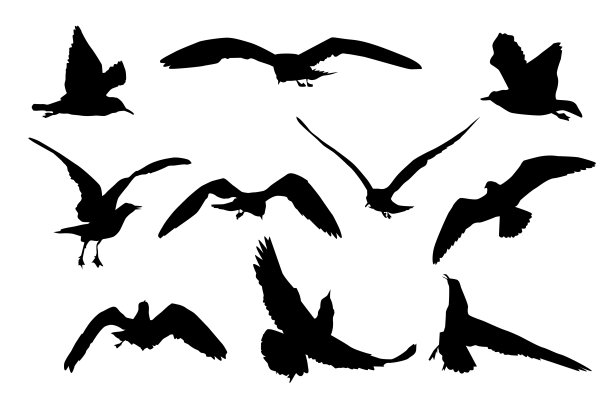 飞鸟logo,海鸥logo