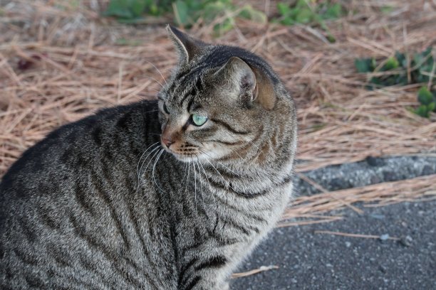 房上小猫