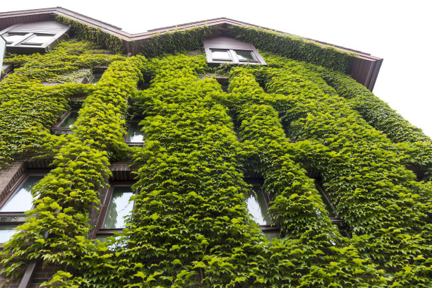 绿植绿化植物墙