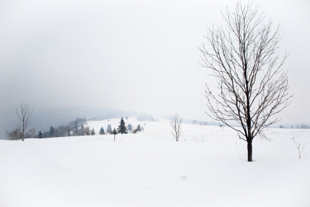冬日雪原,暴风雪,下雪,树