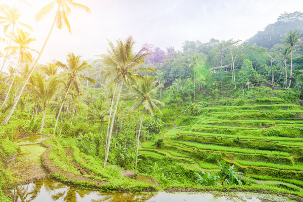 plantation