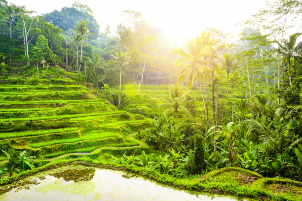 plantation