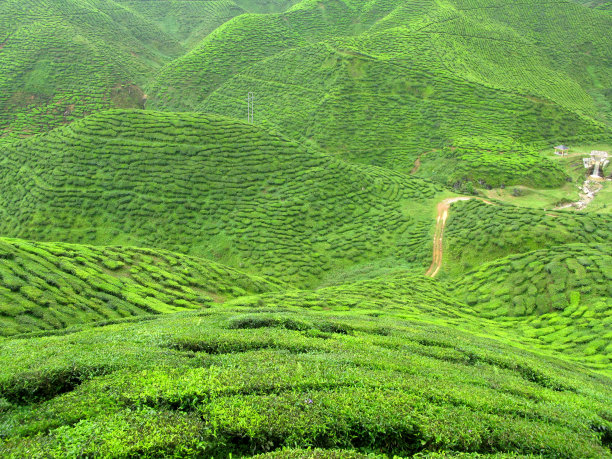 茶园梯田