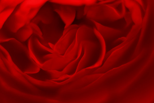 红色花卉背景