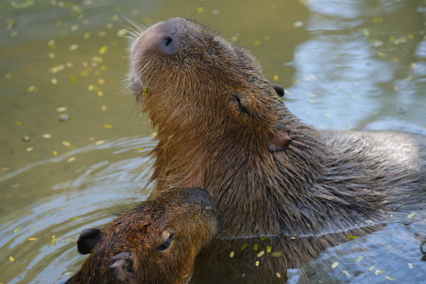capybara