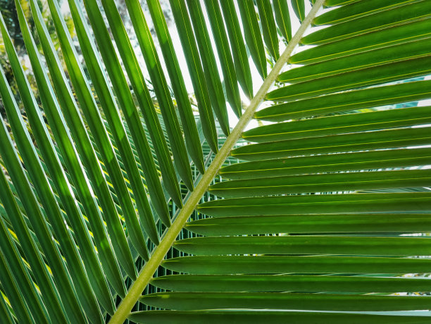 清新蓝绿棕榈叶图案背景