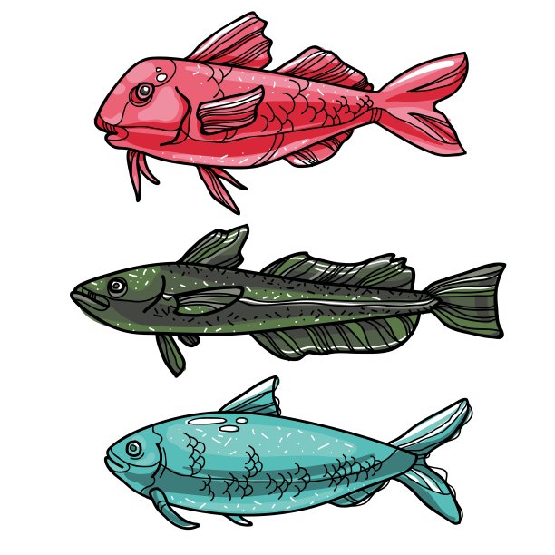 海鱼插画