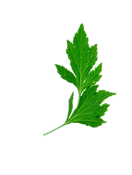mugwort