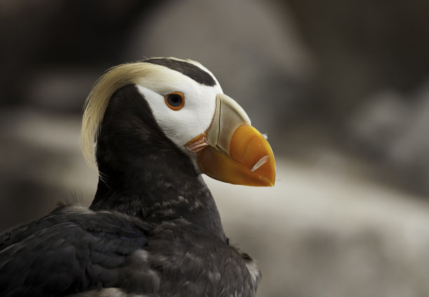 charadriiformes