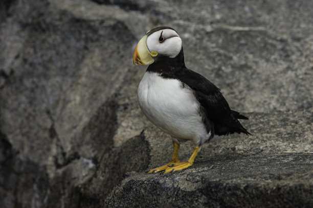 charadriiformes