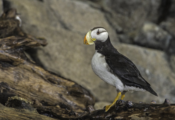 charadriiformes