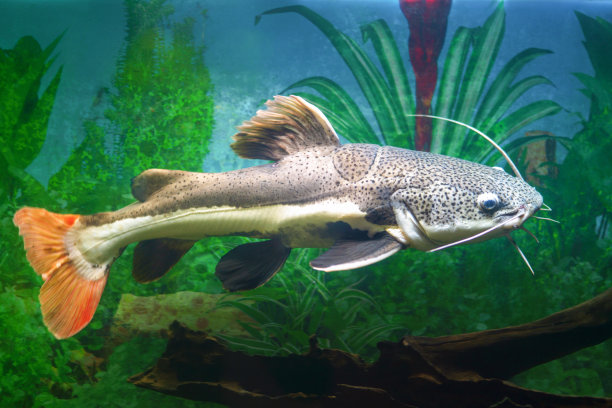 catfish