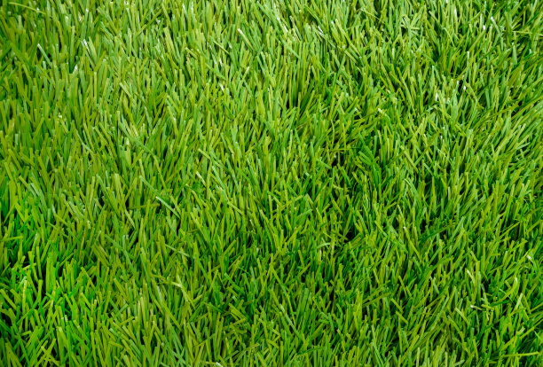 草地绿植绿色草皮贴图