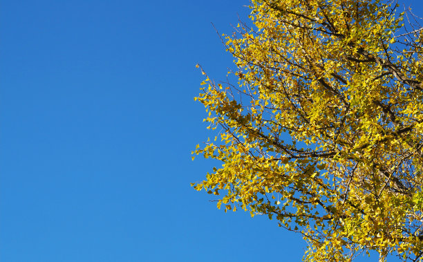 银杏枝叶与蓝天