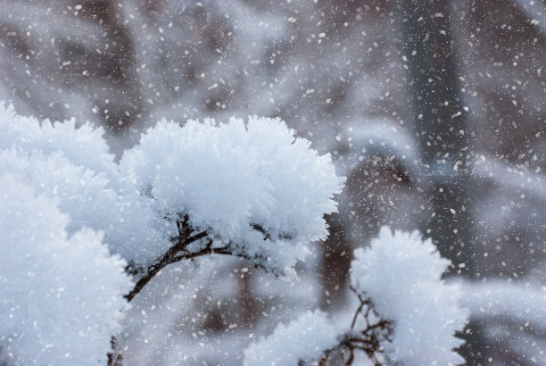 雪中的叶子