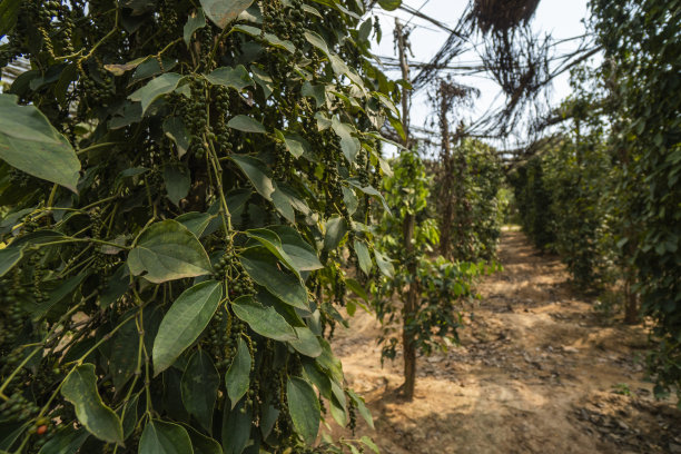 kampot