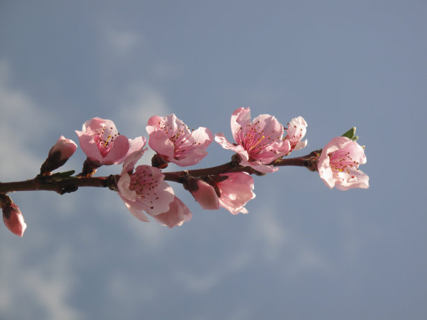 桃树开花