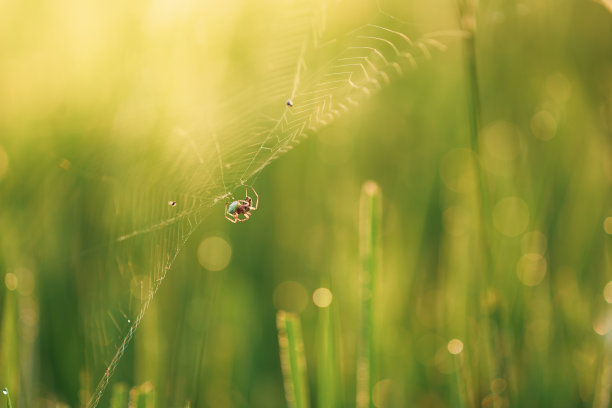 草上的蜘蛛