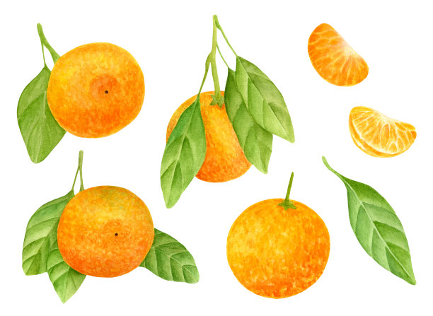 橘子白底图
