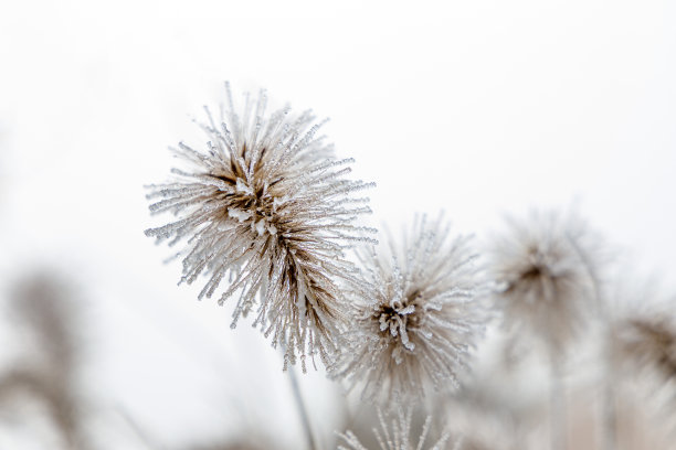 积雪覆盖草地