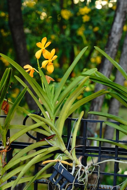 cymbidium
