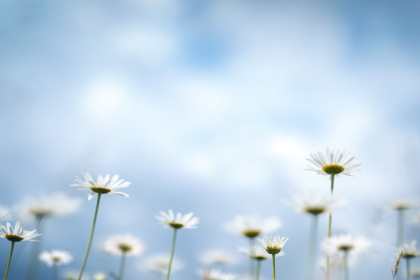 小清新花草