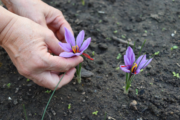 saffron