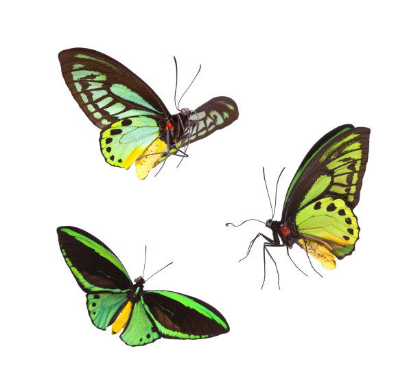 ornithoptera